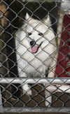 Cane