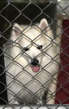 Cane