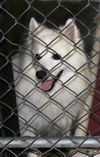 Cane