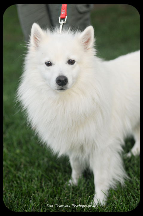 Cane