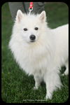 Cane
