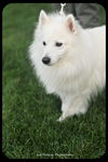 Cane
