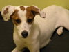 Honey -Puppy