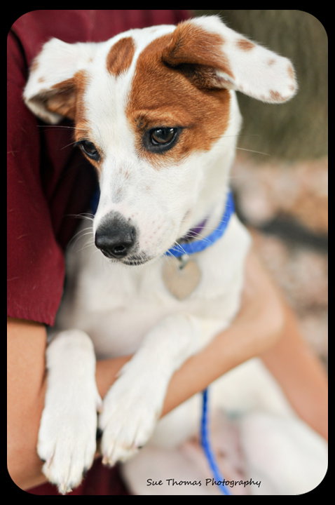 Honey -Puppy