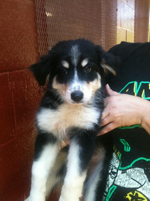 Kismet -Puppy