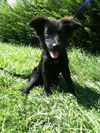 Gidget