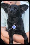 Gidget