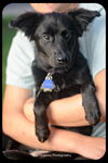 Gidget