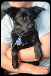Gidget