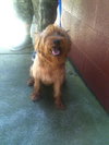 Benji