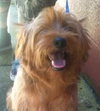 Benji