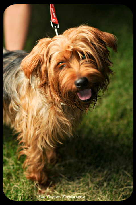 Benji