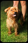 Benji