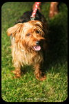 Benji