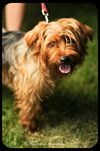 Benji