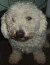 Oliver
