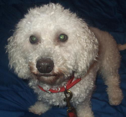 Oliver