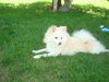 Pino