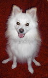 Pino