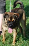 Bosley