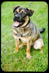 Bosley