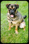 Bosley