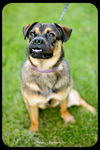 Bosley