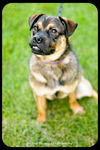 Bosley