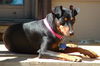 Gertie