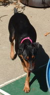 Gertie