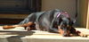 Gertie