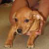 Hilda-Puppy