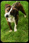 Buster