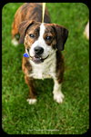 Buster