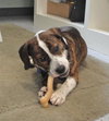 Buster
