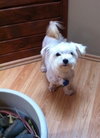 Mopsey