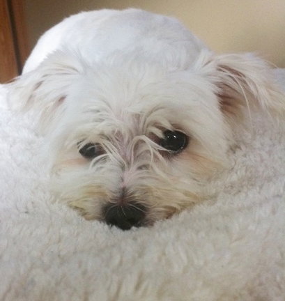 Mopsey