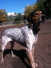 Tucker