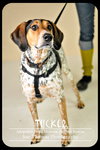 Tucker