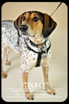 Tucker