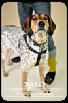Tucker