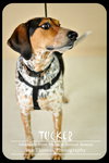 Tucker