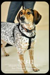 Tucker