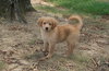 Rose-Puppy -