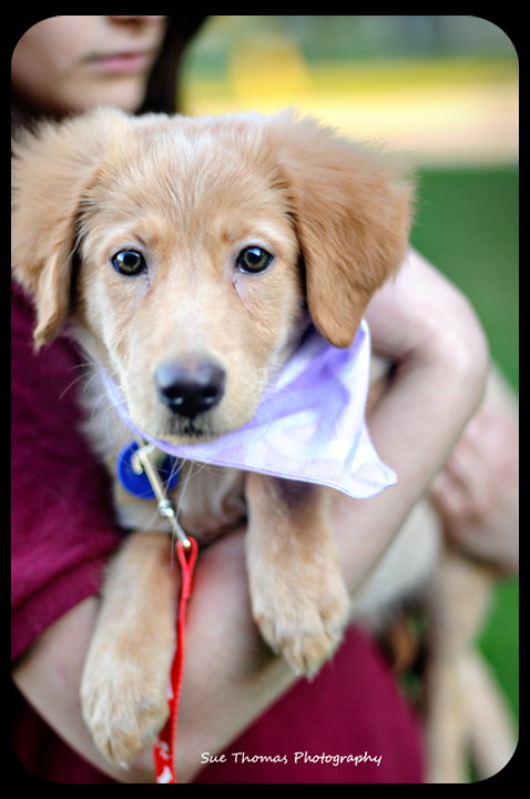 Rose-Puppy -