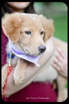 Rose-Puppy -