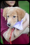 Rose-Puppy -