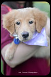 Rose-Puppy -