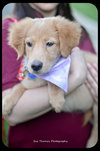 Rose-Puppy -