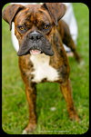 Herschel